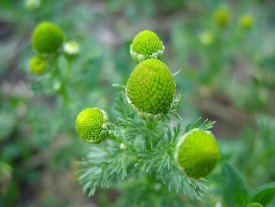 Manzanilla para o tratamento da artrose do xeonllo